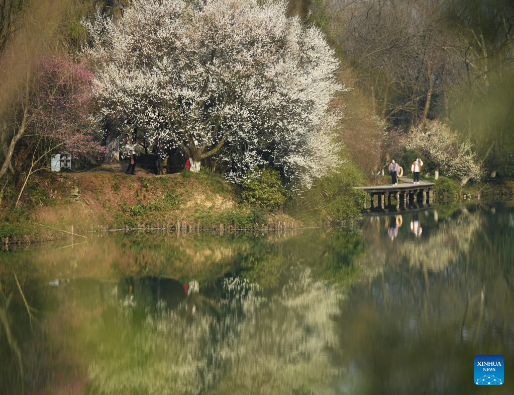 Tourists enjoy plum blossoms in Xixi National Wetland Park in Hangzhou, E China