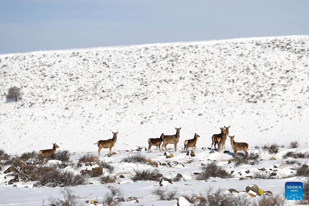 Scenery of snow-covered Helan Mountain National Nature Reserve in N China
