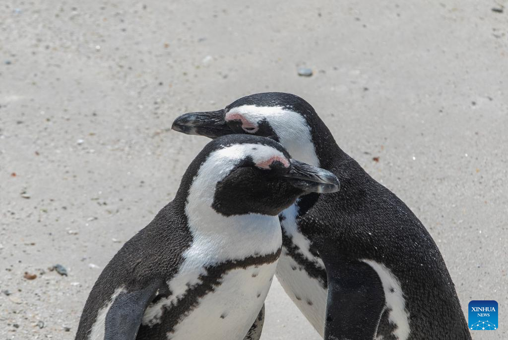 African penguins seen at Simon's Town, South Africa