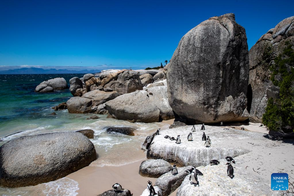 African penguins seen at Simon's Town, South Africa
