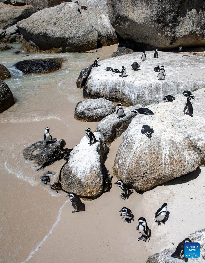 African penguins seen at Simon's Town, South Africa