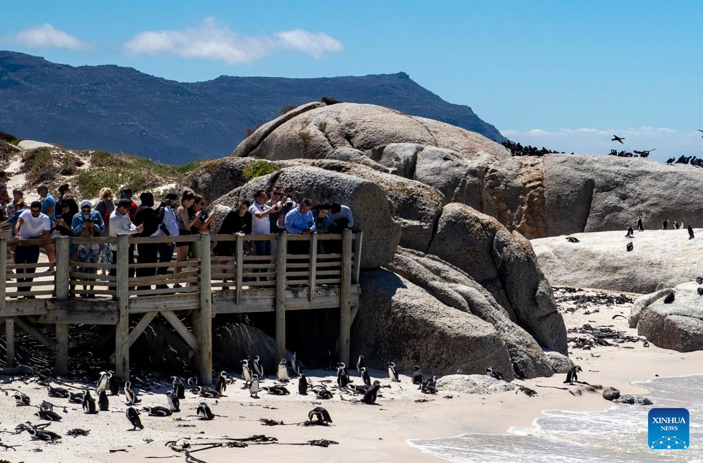 African penguins seen at Simon's Town, South Africa