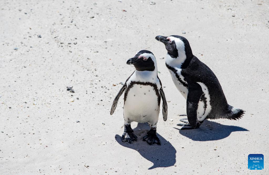 African penguins seen at Simon's Town, South Africa
