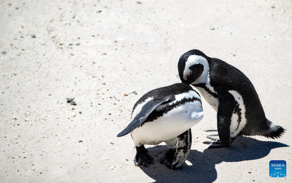 African penguins seen at Simon's Town, South Africa