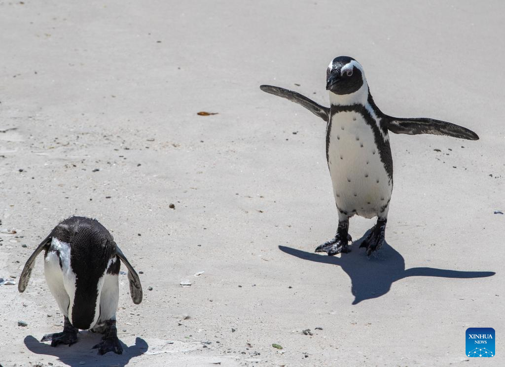 African penguins seen at Simon's Town, South Africa