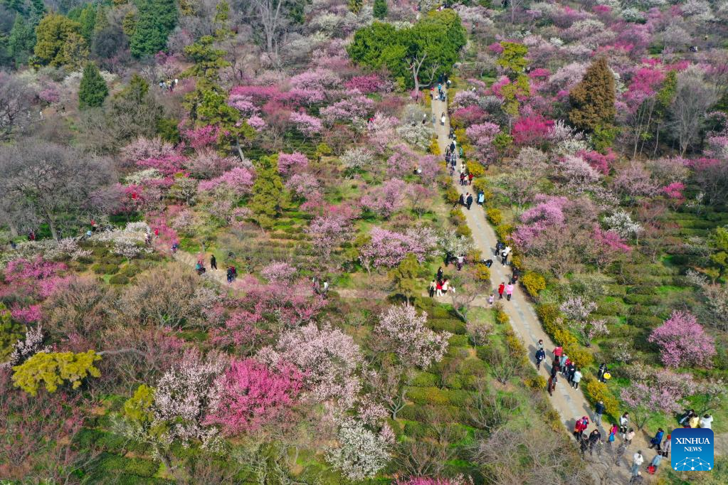 In pics: plum blossoms in Nanjing, E China