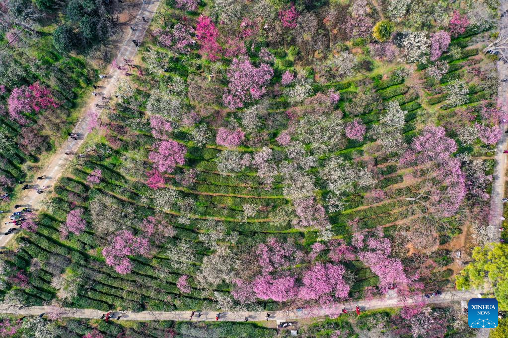 In pics: plum blossoms in Nanjing, E China