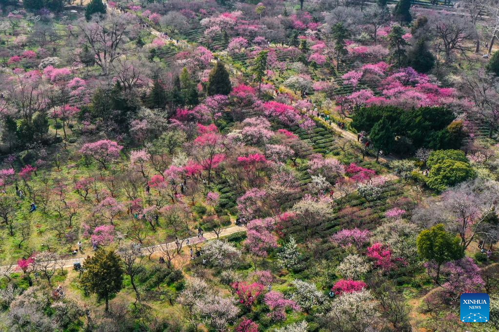 In pics: plum blossoms in Nanjing, E China