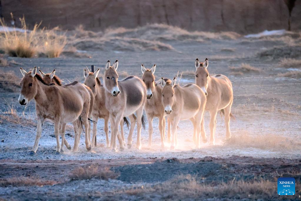 Rare wild asses spotted near China-Mongolia border