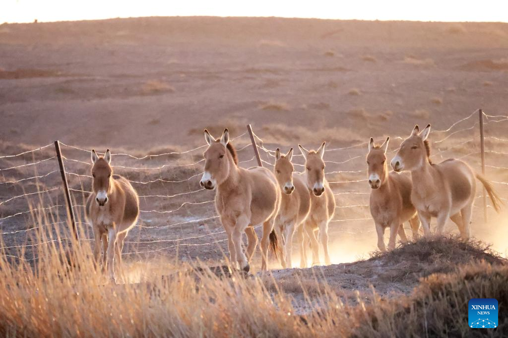 Rare wild asses spotted near China-Mongolia border