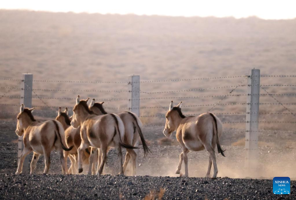 Rare wild asses spotted near China-Mongolia border