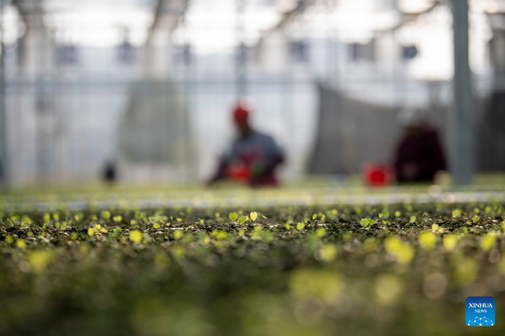 Farmers busy with spring farming in China