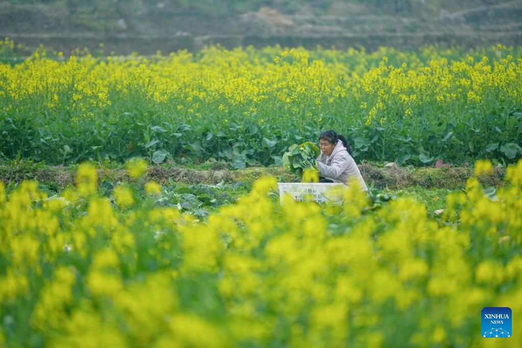 Farmers busy with spring farming in China
