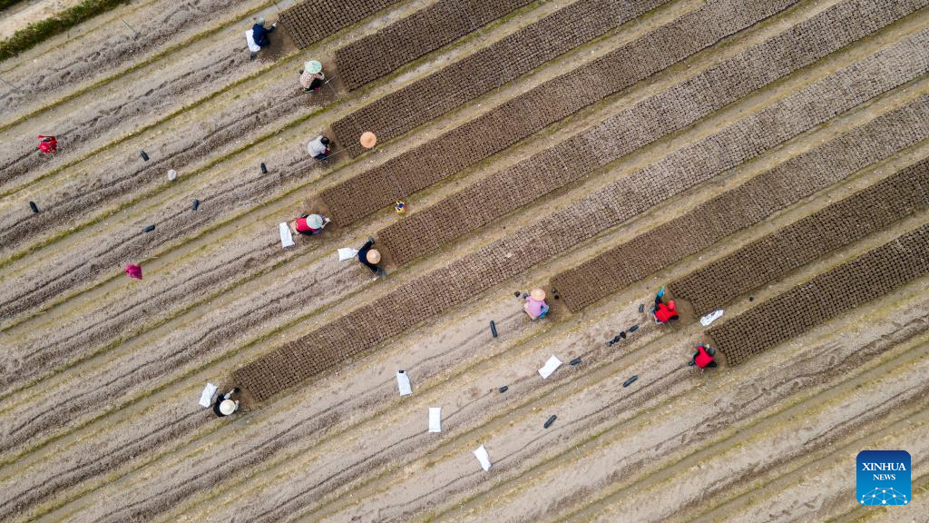 Farmers busy with spring farming in China