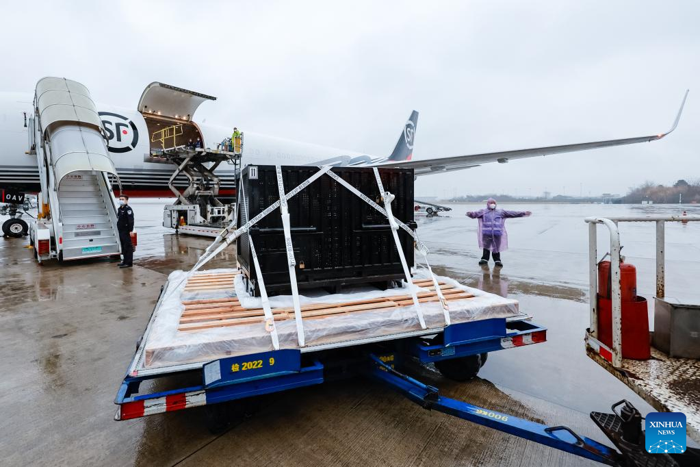 Japan-born giant panda Xiang Xiang returns to China