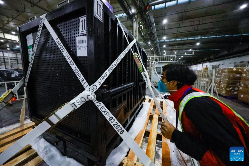Japan-born giant panda Xiang Xiang returns to China