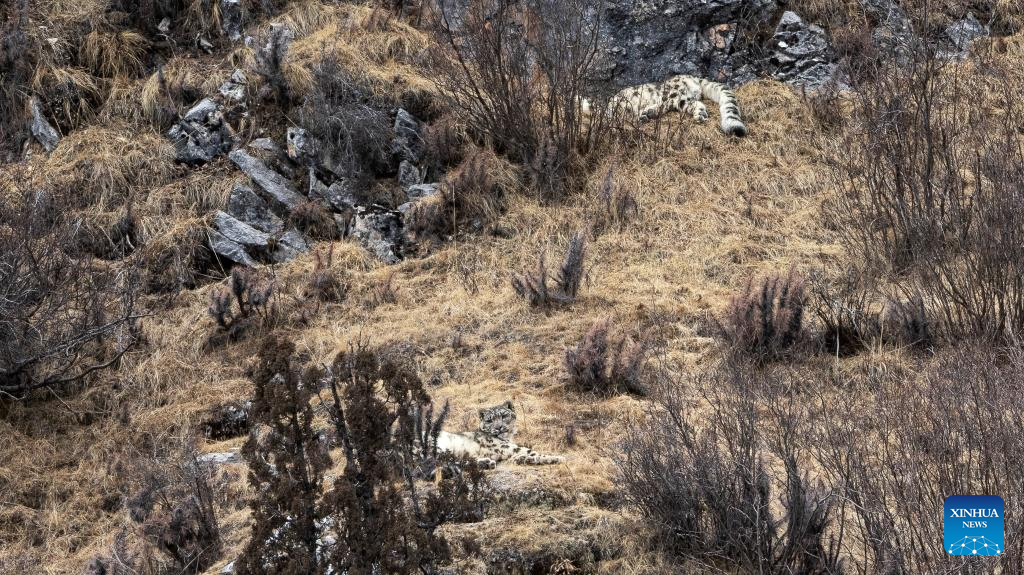Snow leopard pictured in Zadoi County, NW China