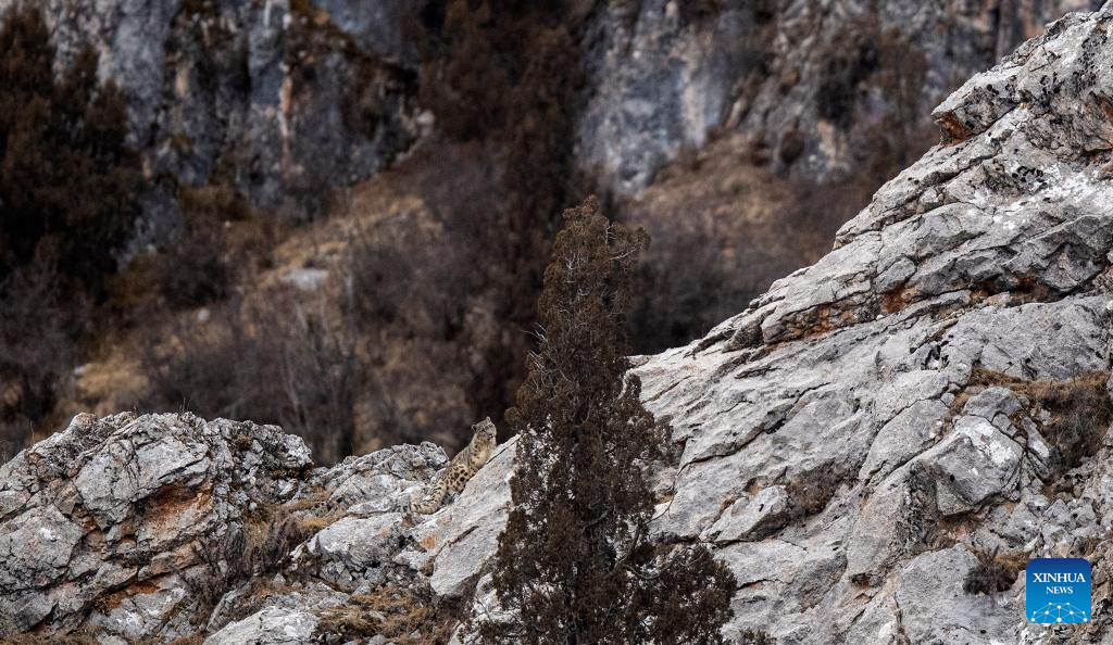 Snow leopard pictured in Zadoi County, NW China