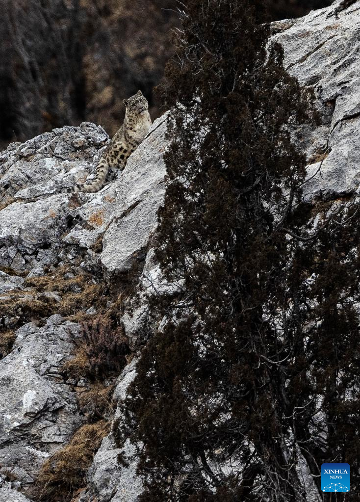 Snow leopard pictured in Zadoi County, NW China