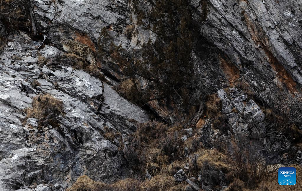 Snow leopard pictured in Zadoi County, NW China