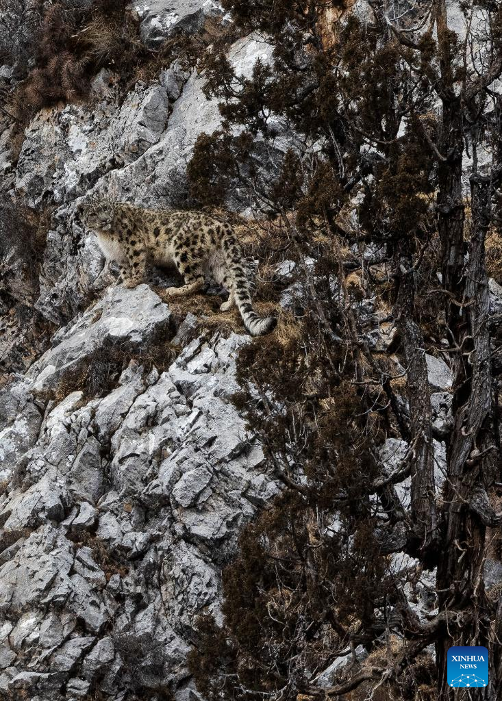 Snow leopard pictured in Zadoi County, NW China
