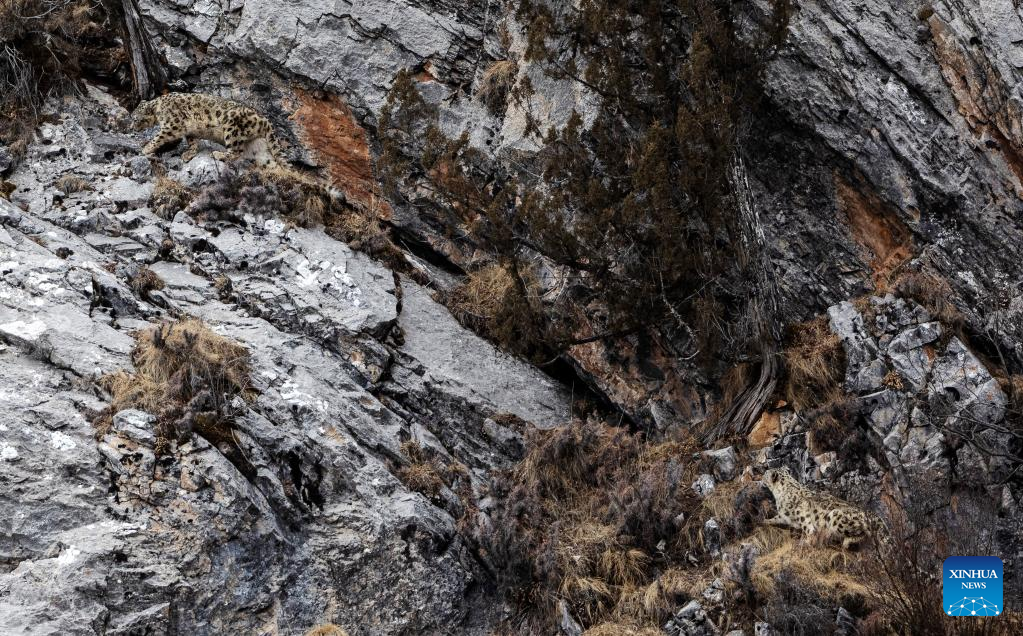 Snow leopard pictured in Zadoi County, NW China