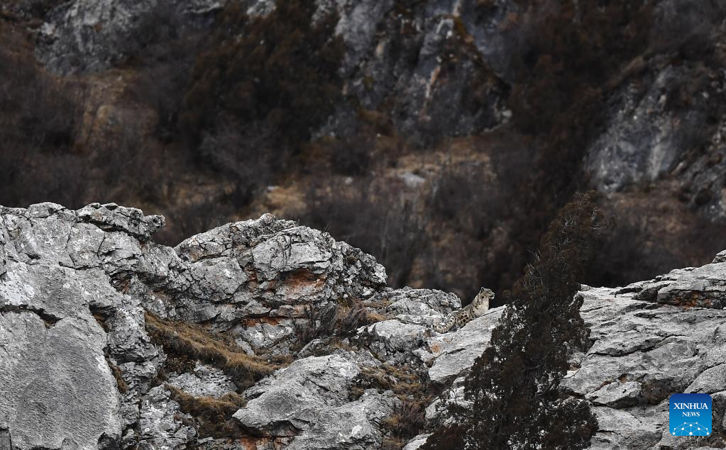 Snow leopard pictured in Zadoi County, NW China