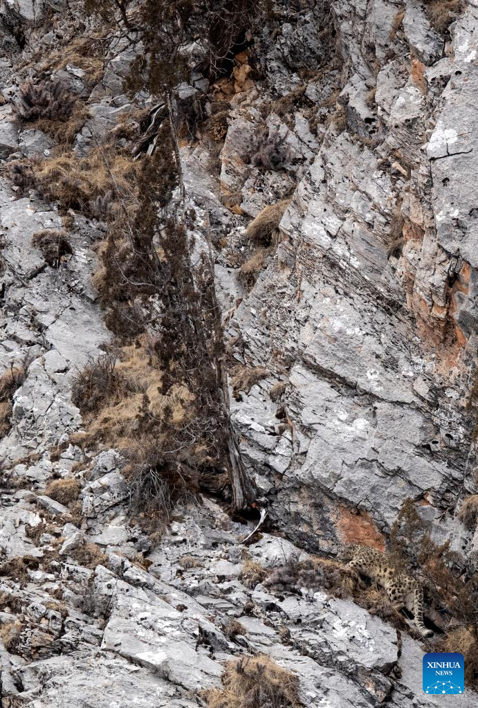 Snow leopard pictured in Zadoi County, NW China