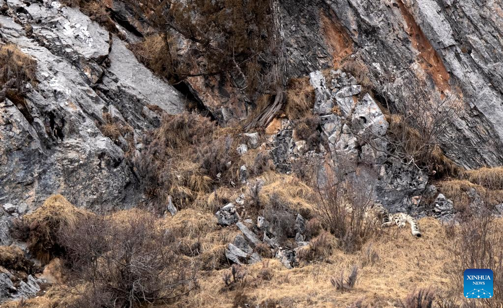 Snow leopard pictured in Zadoi County, NW China