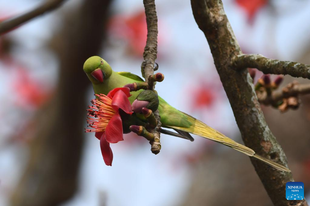 Parrots seen in Assam, India
