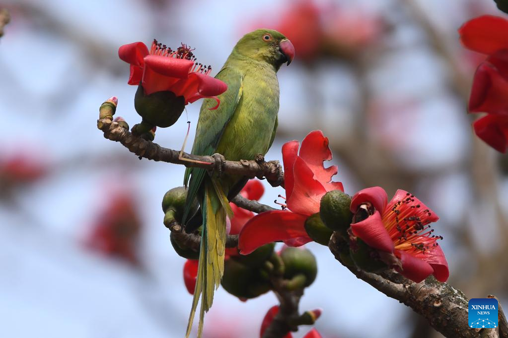 Parrots seen in Assam, India
