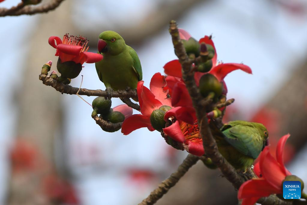 Parrots seen in Assam, India