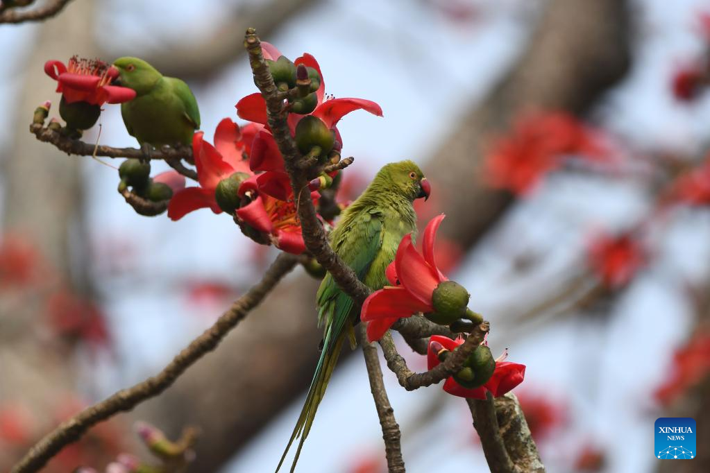 Parrots seen in Assam, India