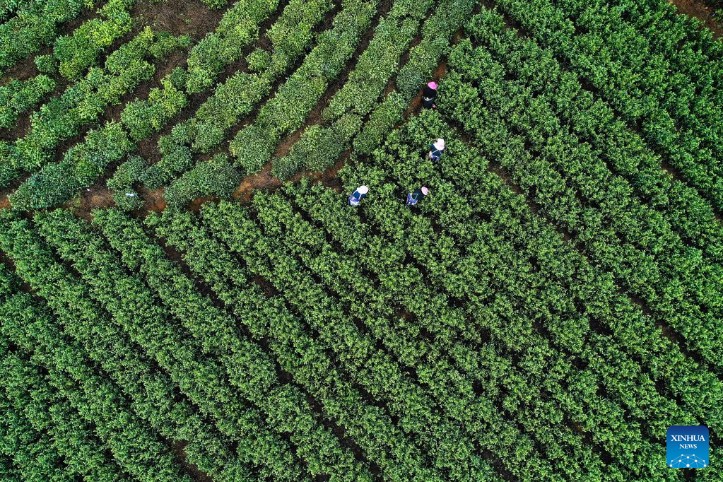 Farmers benefit from tea industry in Pu'an County, SW China