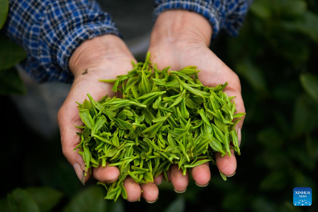 Farmers benefit from tea industry in Pu'an County, SW China