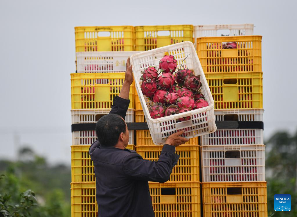 Fruits and vegetable enter harvest season in China's Hainan