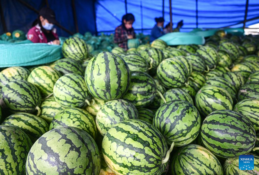 Fruits and vegetable enter harvest season in China's Hainan