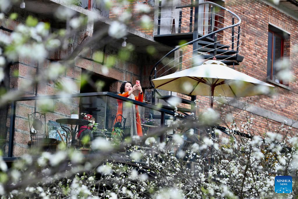 Ancient villages attract tourists as plum trees in blossom in Yongtai County, SE China
