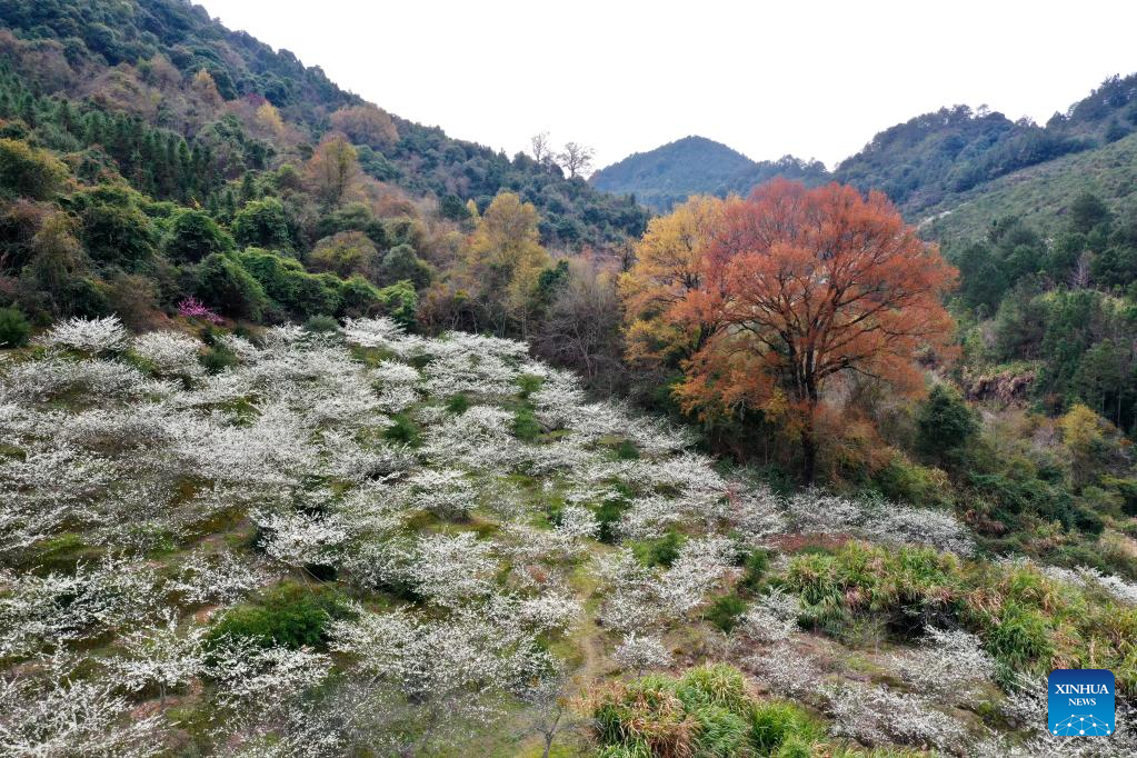 Ancient villages attract tourists as plum trees in blossom in Yongtai County, SE China