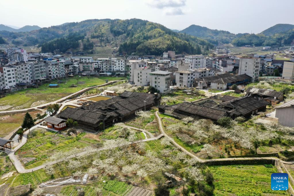 Ancient villages attract tourists as plum trees in blossom in Yongtai County, SE China