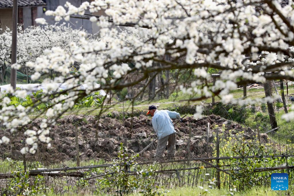 Ancient villages attract tourists as plum trees in blossom in Yongtai County, SE China