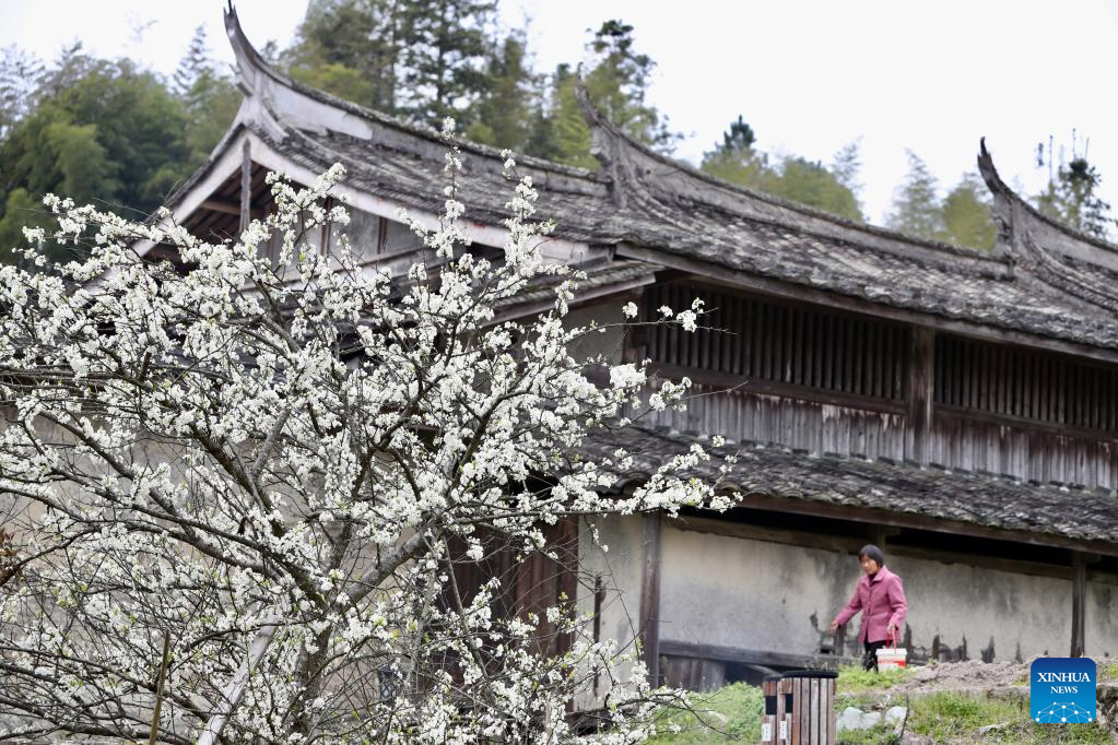 Ancient villages attract tourists as plum trees in blossom in Yongtai County, SE China