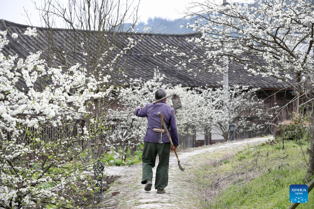Ancient villages attract tourists as plum trees in blossom in Yongtai County, SE China