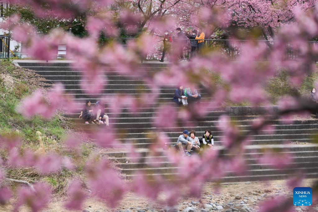 People enjoy early-blooming Kawazu cherry blossoms in Japan