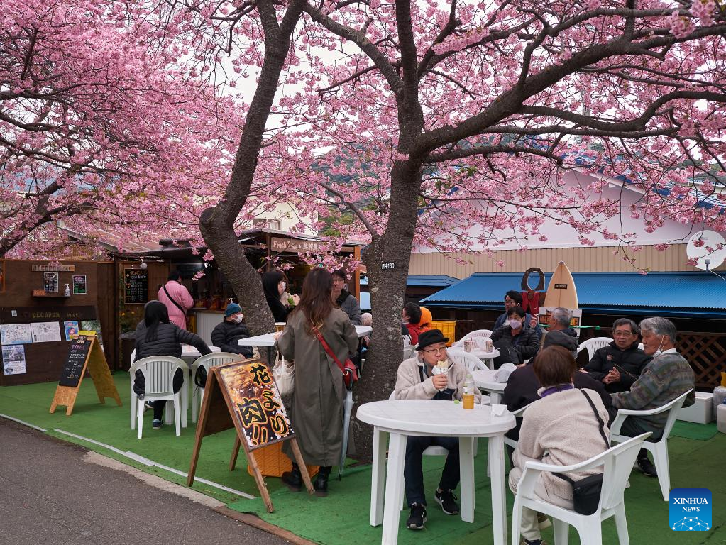 People enjoy early-blooming Kawazu cherry blossoms in Japan