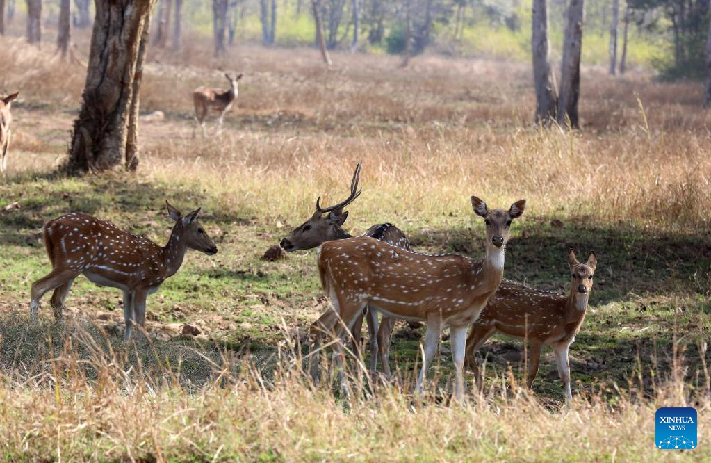 Wildlife at Panna National Park in Madhya Pradesh, India