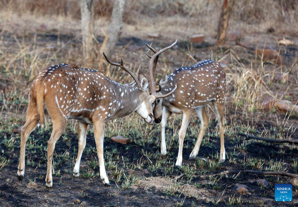 Wildlife at Panna National Park in Madhya Pradesh, India