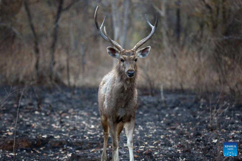 Wildlife at Panna National Park in Madhya Pradesh, India