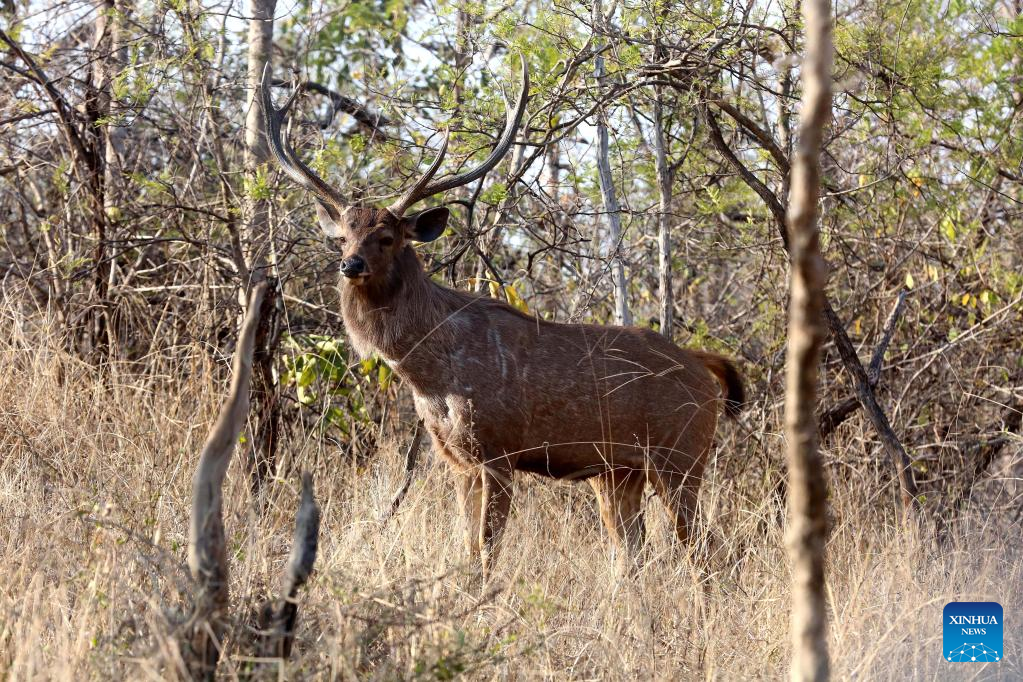 Wildlife at Panna National Park in Madhya Pradesh, India
