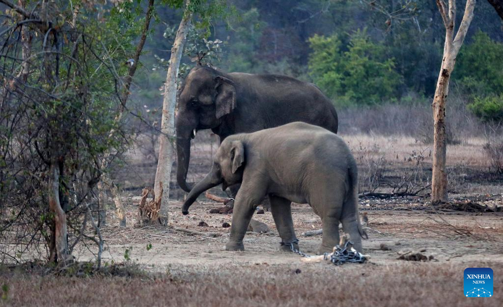 Wildlife at Panna National Park in Madhya Pradesh, India